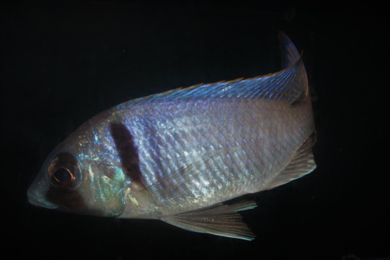 Placidochromis electra 'Londo Bay'
